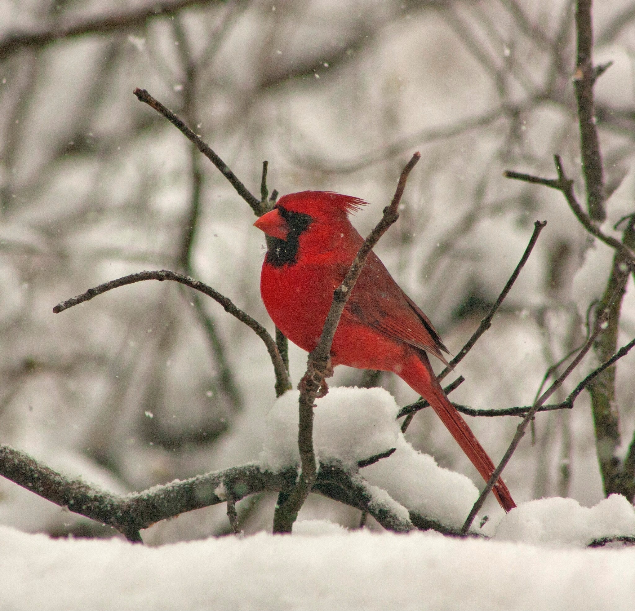 Red cardinal sitting on a twig with snow