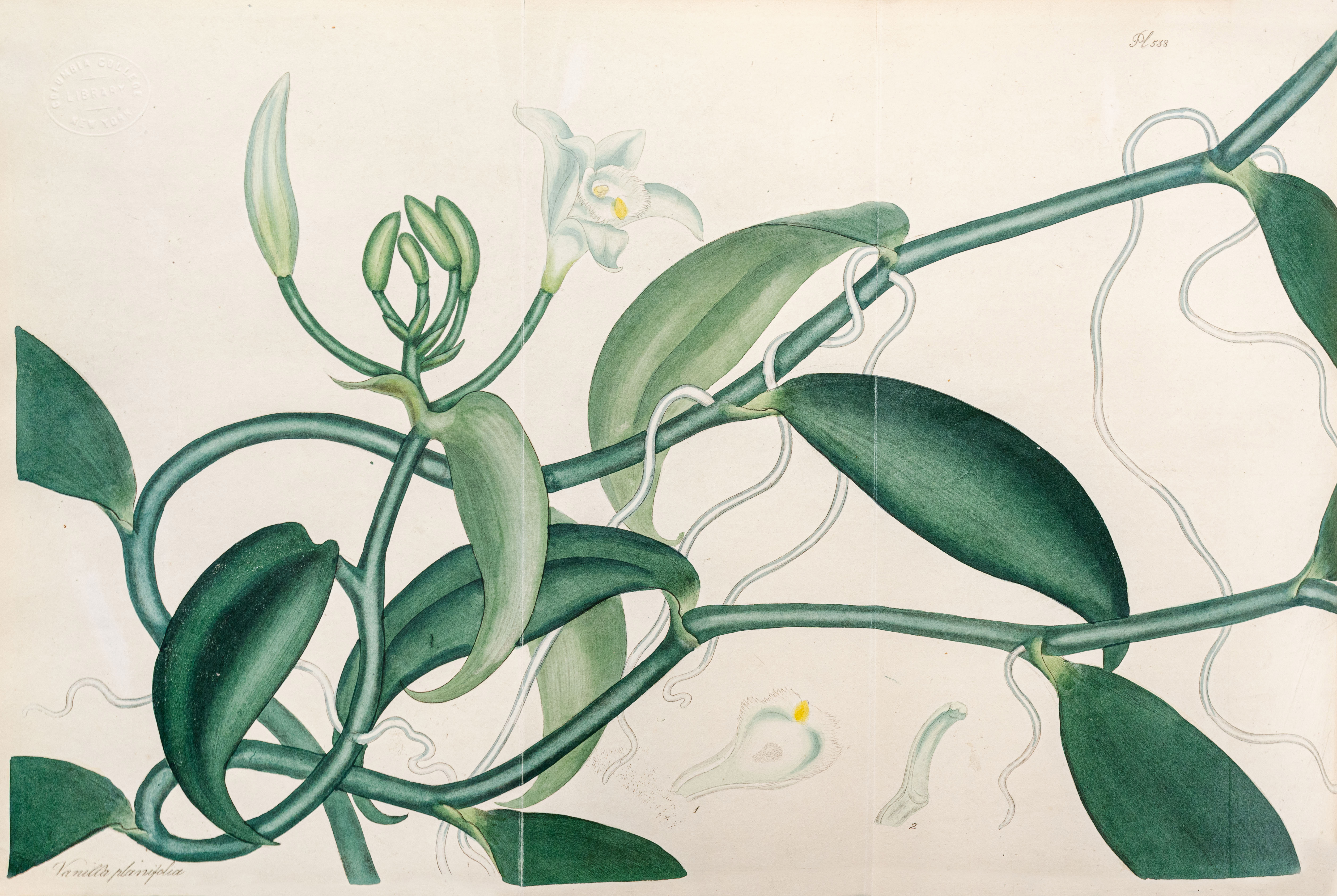 Botanical illustration of Vanilla Orchid