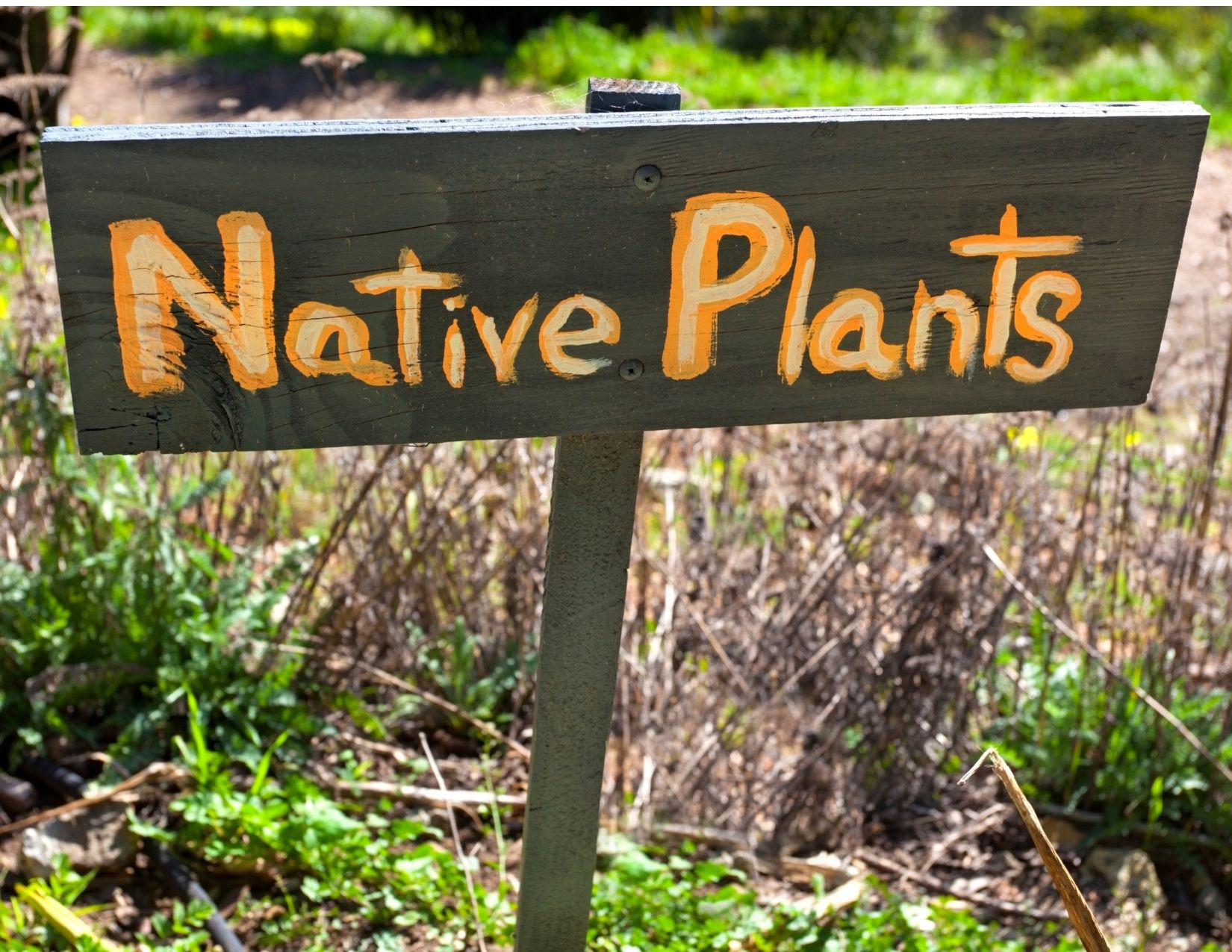 Hand painted sign that says native plants