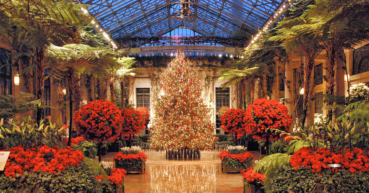 Lit Christmas tree in a garden conservatory