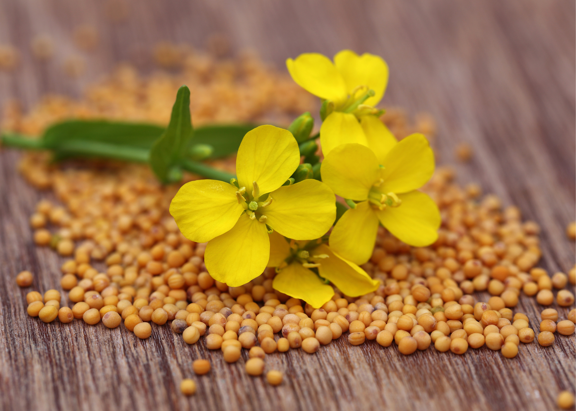 The History of Mustard Seed Cultivation