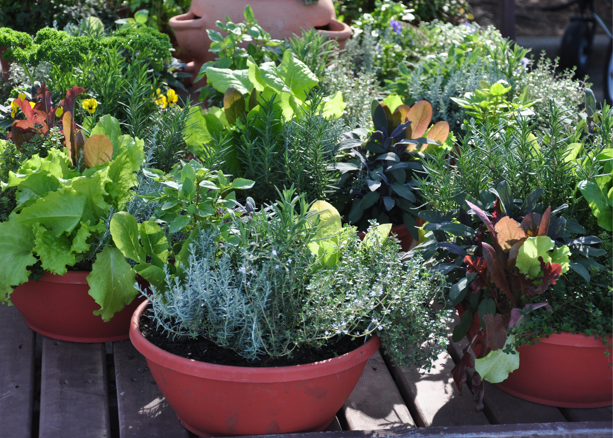 Containers with herbs and flowers