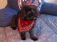 Image of Dusty, a brown puppy with a red bandana tied around his neck