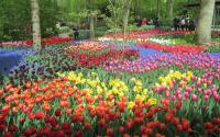 Colorful Tulip garden