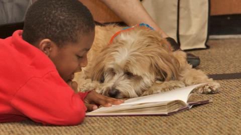 Wag Your Tale default image showing a young boy reading to a support dog
